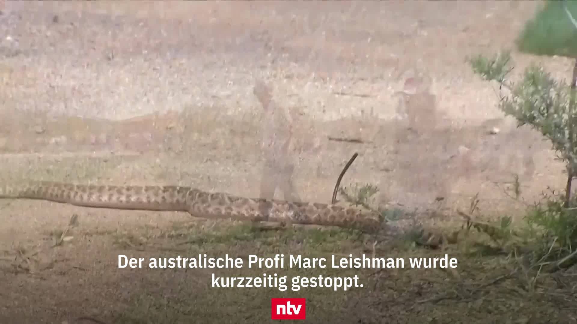 Klapperschlange sorgt für Aufregung beim Golfturnier